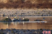 梦见去世歙县完成安徽首个县域生物多样性调查 共记录物种近4千种