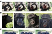 梦见去世国际最新研究：机器人“打哈欠” 黑猩猩被传染